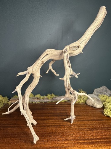 Large manzanita - 20”,