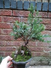 English yew bonsai starter in
