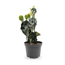 Opuntia Jamaica Ghost |