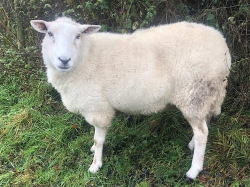 Whole raw sheeps fleece - whole,