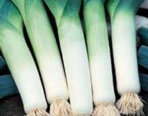 Leeks musselburgh multi - leeks,