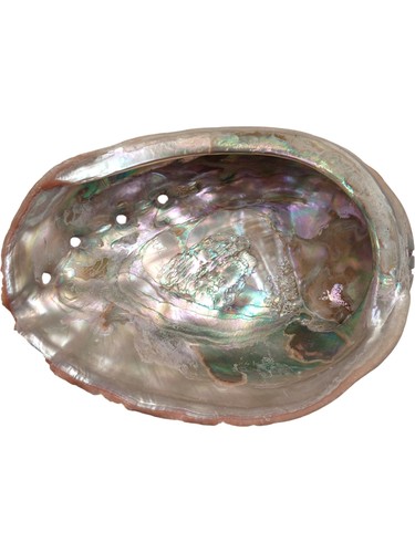 Natural abalone shell - abalone,