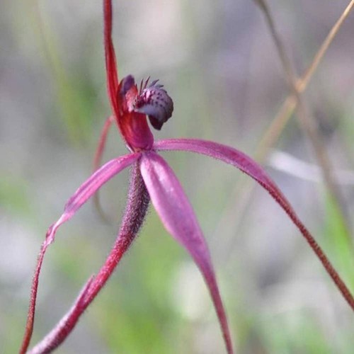 Purple parrot orchid - 10,