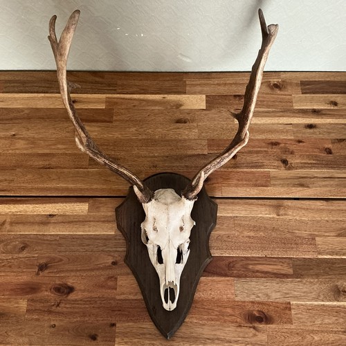 Antique taxidermy stag skull - stag,