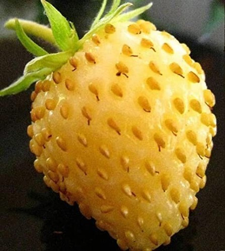 Yellow alpine strawberry - yellow,
