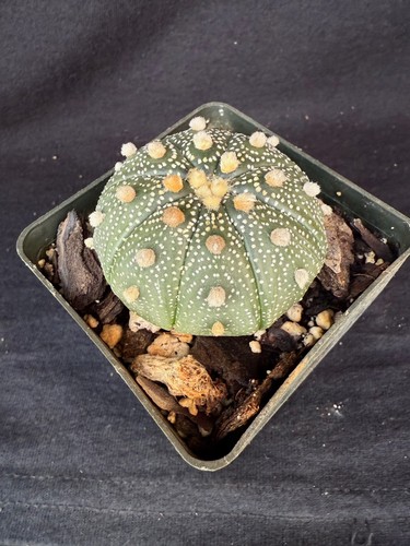 Astrophytum asterias cactus - astrophytum, asterias,