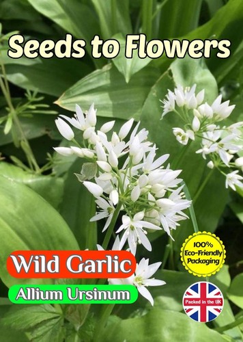 Wild garlic allium - garlic, ursinum