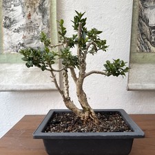 Pre Bonsai Buxus  