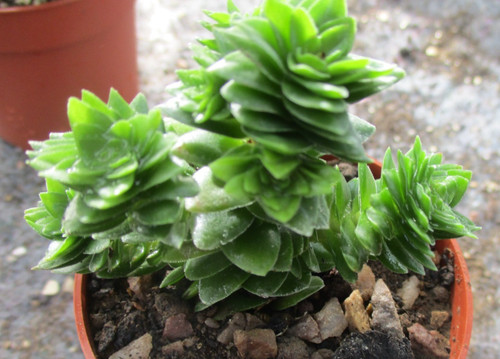 Crassula starburst - crassula, cv.'starburst'-