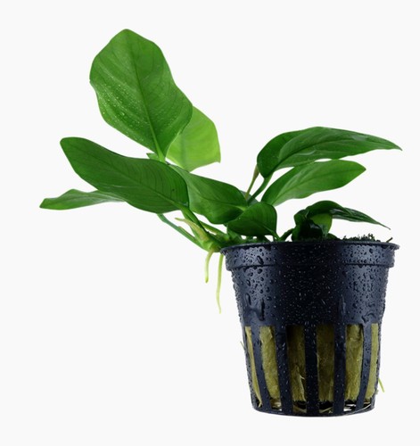 Anubias nana live aquarium - anubias,