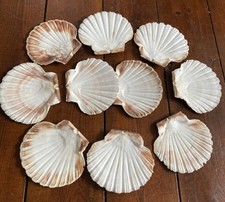 10 Scallop Shells Flat Job Lot
