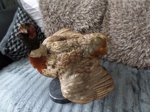 Vintage taxidermy pheasant - vintage,