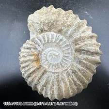 Mantelliceras Ammonite Fossil