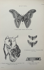 Antique Print c1870s Moths Silkworm Larvae | Entomology Insect Engraving