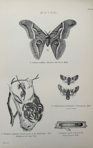 Antique print moths c1870s - antique,