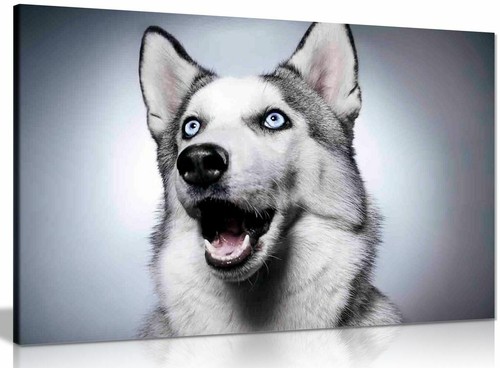 Siberian husky dog canvas wall - husky,