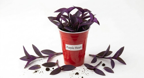Jew cuttings purple - 15,