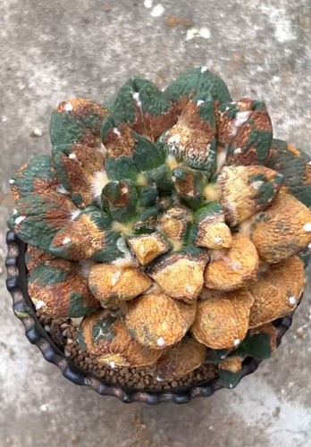 11cm live house plant - live,