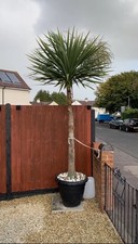 OUTDOOR CORDYLINE AUSTRALIS