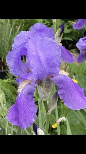Bearded iris x - iris, (iris