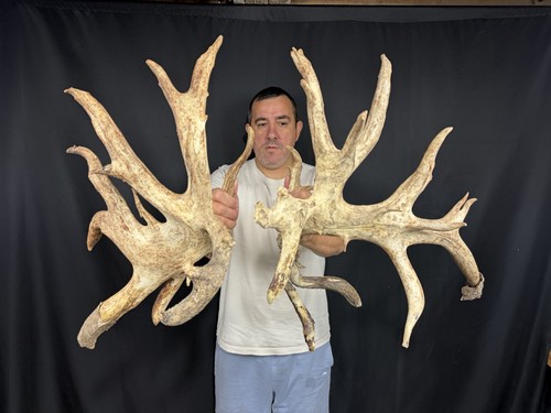 286 set whitetail deer - whitetail,