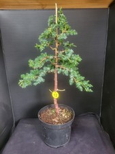 Juniper Bonsai Tree  Training