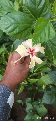 Hibiscus off white - hibiscus,