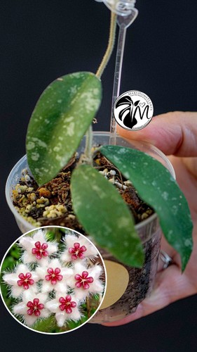 Hoya caudata - hoya,