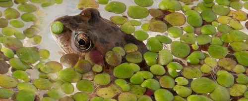Duckweed 1 x large - /1,