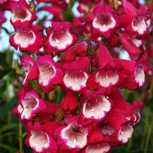 Penstemon special pensham - penstemon,