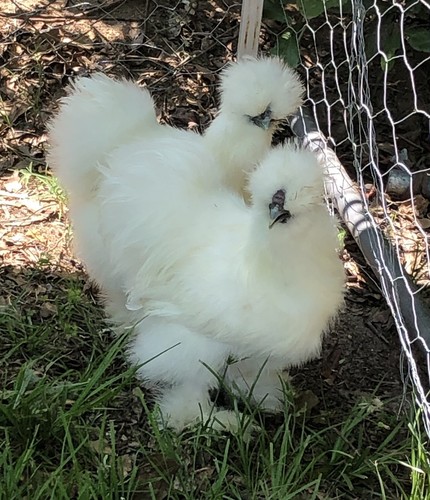 Silkie hatching eggs - eggs, 12+