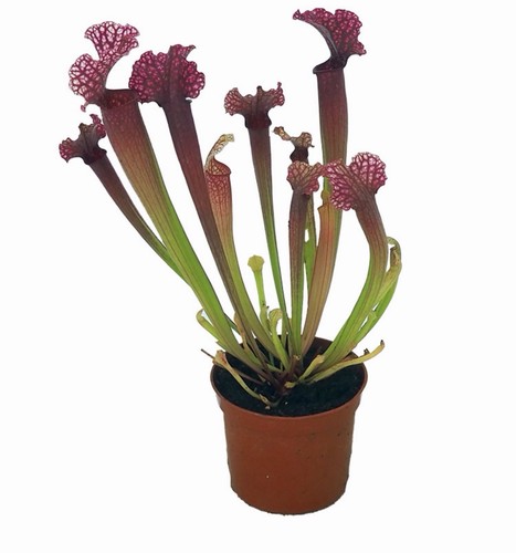 Sarracenia leucophylla - sarracenia,