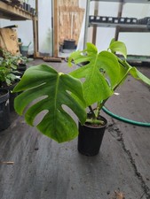 Swiss Cheese Plant 1L Pot House Plant 