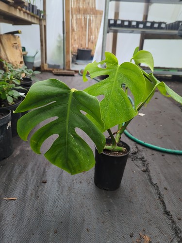 Swiss cheese plant - swiss,