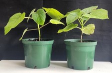 2 x PAULOWNIA TOMENTOSA plants