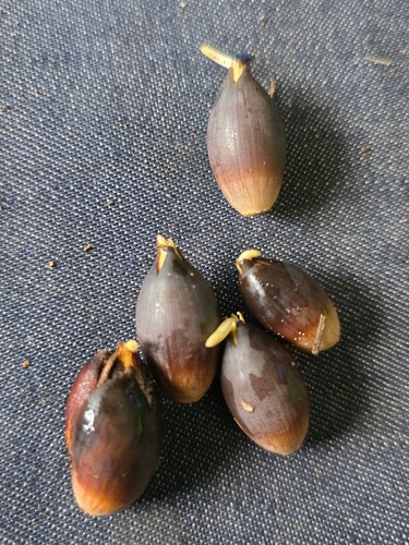 Fresh sprouted live - sprouted,