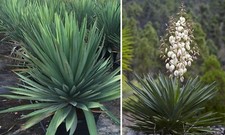 2x Yucca Jumbo plug plants
