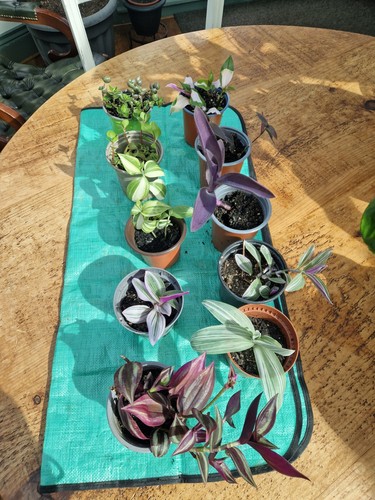 Houseplants bundle 10 - ,
