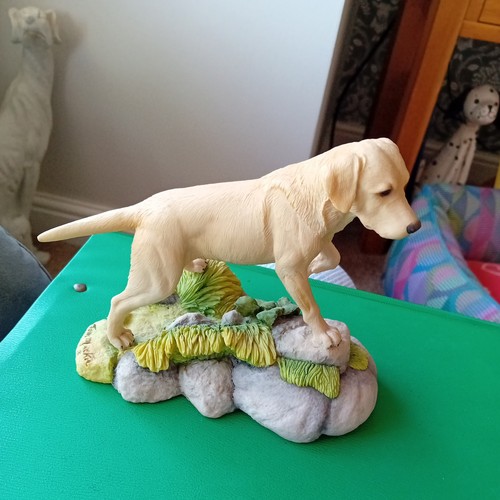 Golden labrador - golden, by