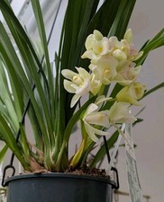 Mini Cymbidium "Ice Cascade".  Mature Blooming Size Plant,