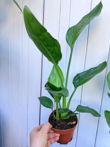 45cm double strelitzia reginae - 45cm,