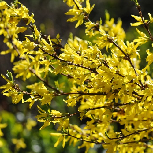 Forsythia lynwood hardy - t&m,