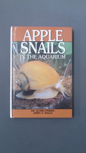 Apple snails the aquarium - apple, in
