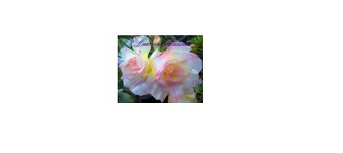 Rare desert rose limited - rare,