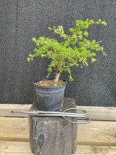 Larch Bonsai Tree Deciduous