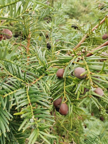 Cephalotaxus wilsoniana