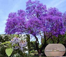 EXTRA CLEAN Paulownia tomentosa seeds, Kiri tree, climate tree, blue curl tree 