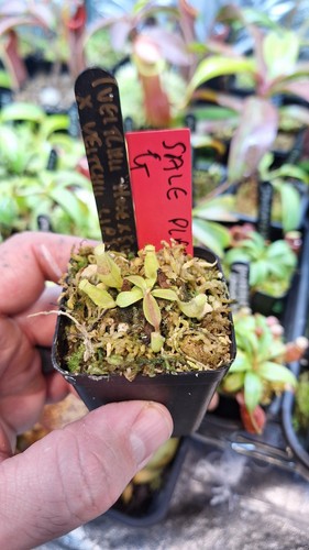 Nepenthes veitchii hose x - (veitchii,