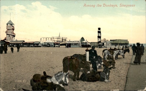 Skegness among the donkeys - skegness,