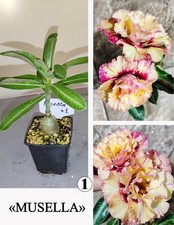 ADENIUM MUSELLA N1 DESERT ROSE SUCCULENT